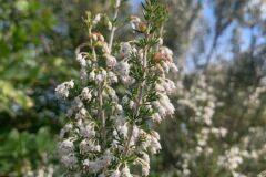 Erica arborea_Andres Tello