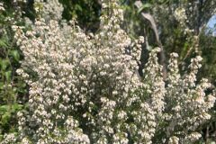 Erica arborea_Andres Tello