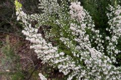 Erica arborea_Andres Tello