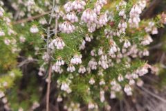 Erica arborea_Angels Delgado