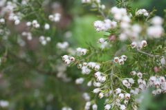 Erica arborea_Chus Rodway