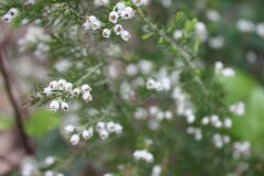 Erica arborea_Chus Rodway