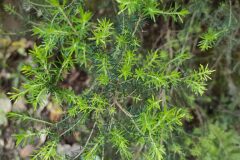 Erica arborea_Isabel Gallen CC BY-NC