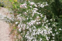 Erica arborea_Isabel Gallent