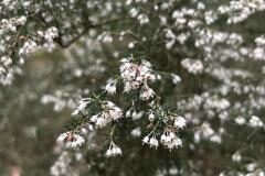 Erica arborea_Jordi Bassi