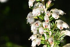 Erica arborea_Margarida Vila CC BY-NC