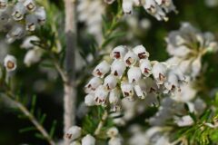 Erica arborea_Margarida Vila CC BY-NC