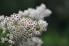 Erica arborea_Margarida Vila CC BY-NC