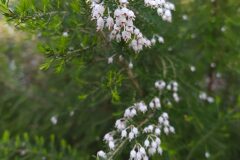 Erica arborea_Merce Vallicrosa CC BY-NC