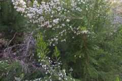 Erica arborea_Merce Vallicrosa CC BY-NC