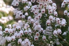 Erica arborea_Merce Vallicrosa CC BY-NC