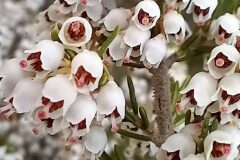 Erica arborea_Neus Julia 
