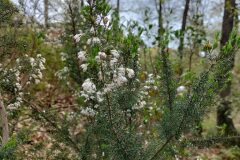 Erica arborea_Sonia Garcia CC BY-NC