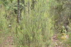 Erica scoparia scoparia_Gabriel Huguet