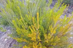 Erica scoparia scoparia_Jaume Marti CC BY-NC