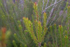 Erica scoparia scoparia_Jaume Marti CC BY-NC