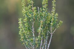 Erica scoparia scoparia_Joaquim Reberte