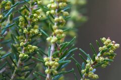 Erica scoparia scoparia_Joaquim Reberte