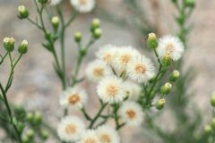 Erigeron bonariensis_Joaquim Reberte