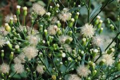 Erigeron canadensis_Joaquim Reberte CC BY-NC