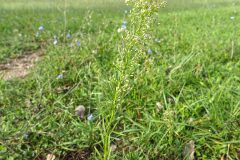 Erigeron canadensis_Joaquim Reberte