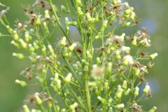 Erigeron canadensis_Joaquim Reberte