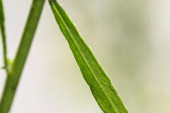 Erigeron canadensis_Joaquim Reberte