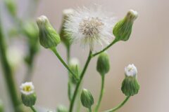 Erigeron canadensis_Joaquim Reberte