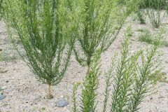 Erigeron canadensis_Joaquim Reberte