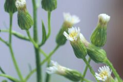 Erigeron canadensis_Joaquim Reberte