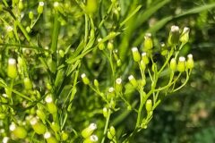Erigeron canadensis_Merce Vallicrosa CC BY-NC