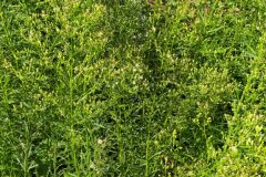 Erigeron canadensis_Merce Vallicrosa CC BY-NC