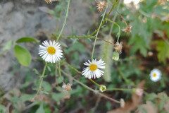 Erigeron karvinskianus_Josep Maria Albesa CC BY-NC