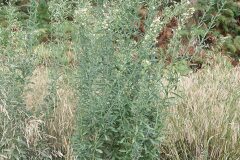 Erigeron sumatrensis_Gabriel Huguet