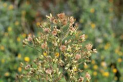 Erigeron sumatrensis_Jordi Rovira