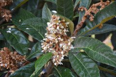 Eriobotrya japonica_Gabriel Huguet