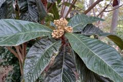 Eriobotrya japonica_Jaume Marti CC BY-NC