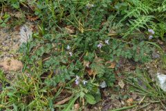 Erodium cicutarium_Katarzyna Zarnowiec CC BY-SA