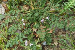 Erodium cicutarium_Katarzyna Zarnowiec CC BY-SA