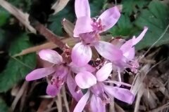 Erodium cicutarium_Merce Vallicrosa CC BY-NC