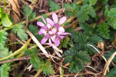 Erodium cicutarium_Merce Vallicrosa CC BY-NC