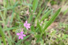 Erodium malacoides_Carles Ibarria CC BY-NC