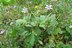 Erodium malacoides_Jordi Puyuelo