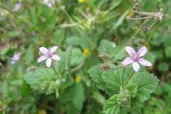 Erodium malacoides_Jordi Puyuelo