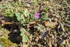 Erodium malacoides_Katarzyna Zarnowiec CC BY-SA