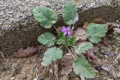 Erodium malacoides_Katarzyna Zarnowiec CC BY-SA