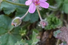Erodium malacoides_Merce Vallicrosa CC BY-NC