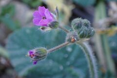 Erodium malacoides_Merce Vallicrosa CC BY-NC