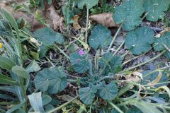 Erodium malacoides_Merce Vallicrosa CC BY-NC