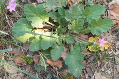 Erodium malacoides_Merce Vallicrosa CC BY-NC